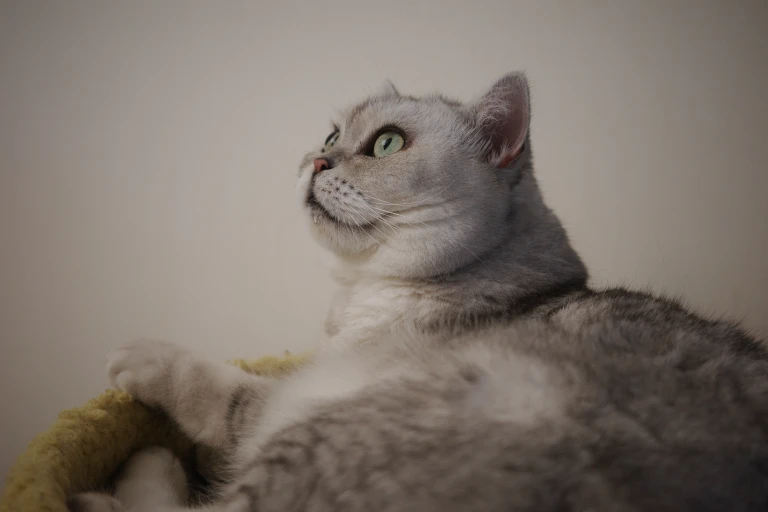 p-Ghf6KbSAkET8aBRL7MHJuiQjGhA2gA